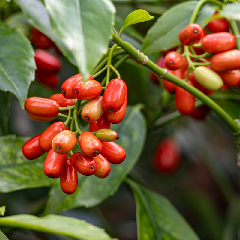 Organic Goji Berry Powder - 1 lb - Wolfberries