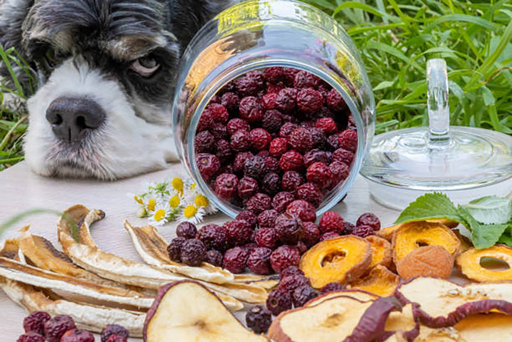 Pet Wellness Transformed: The Power of Freeze Dried Fruit