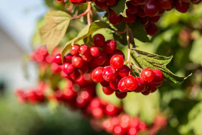 freeze dried cranberry Powder raw material