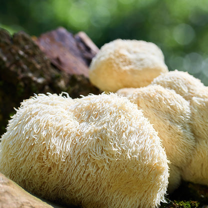 Organic Lion's Mane Mushroom Powder - 1 lb - Brain-boosting Superfood